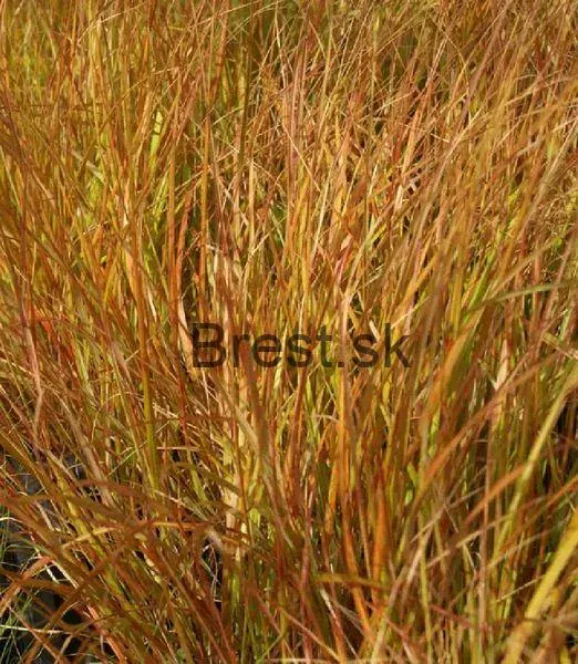 Anemanthele lessoniana 'Sirocco'